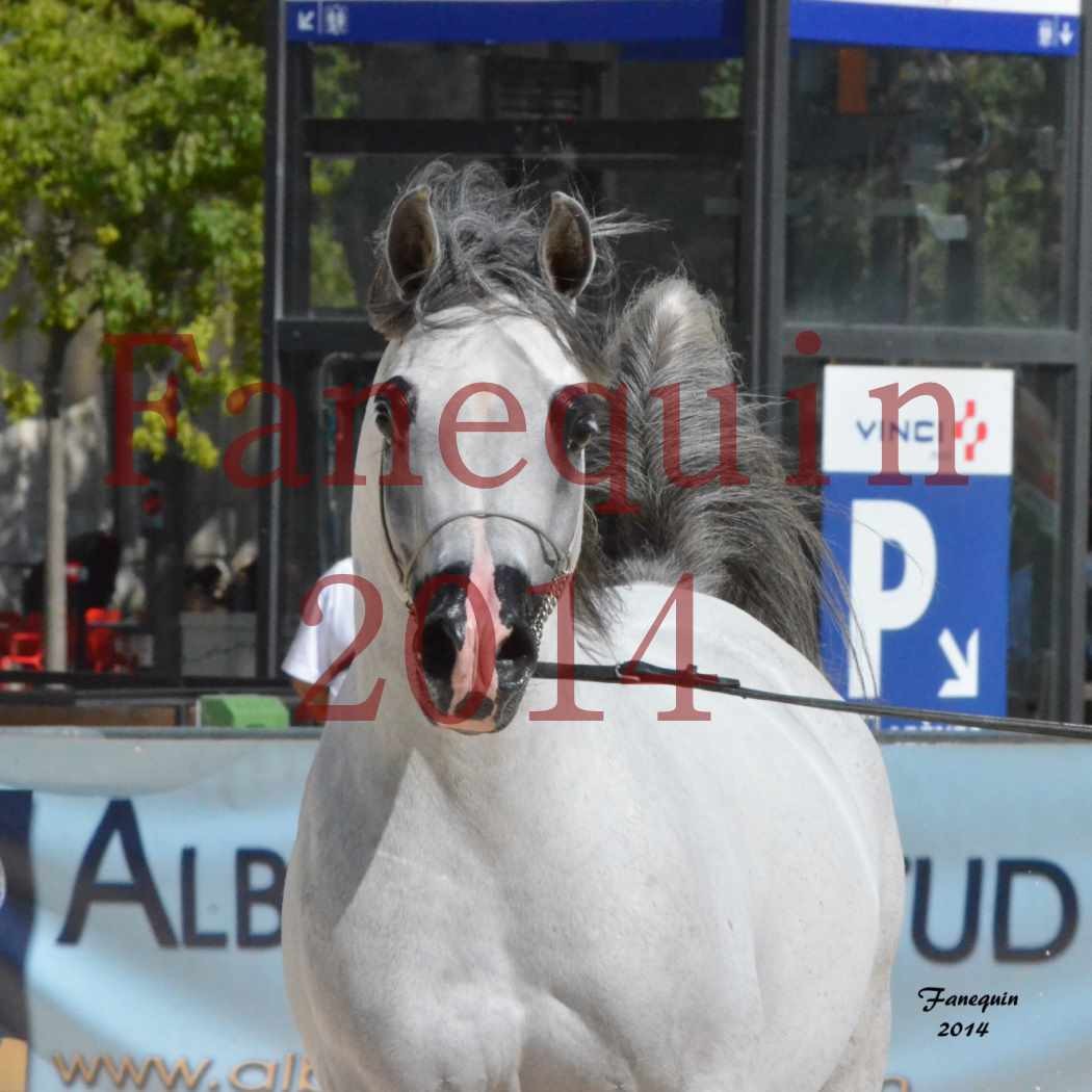 Concours National de Nîmes de chevaux ARABES 2014 - Notre Sélection - Portraits - SHAOLIN DE NEDJAIA - 06