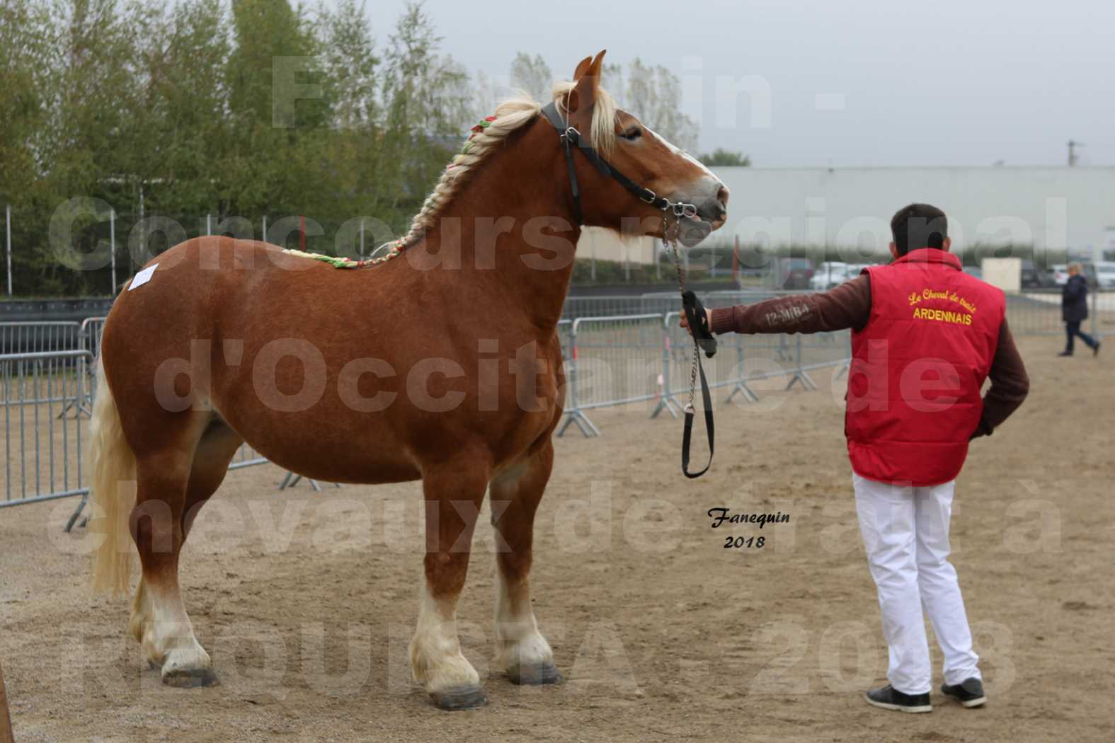 Concours Régional "OCCITANIE" de Chevaux de Traits à REQUISTA en 2018 - FLEUR D'ARIES - 1