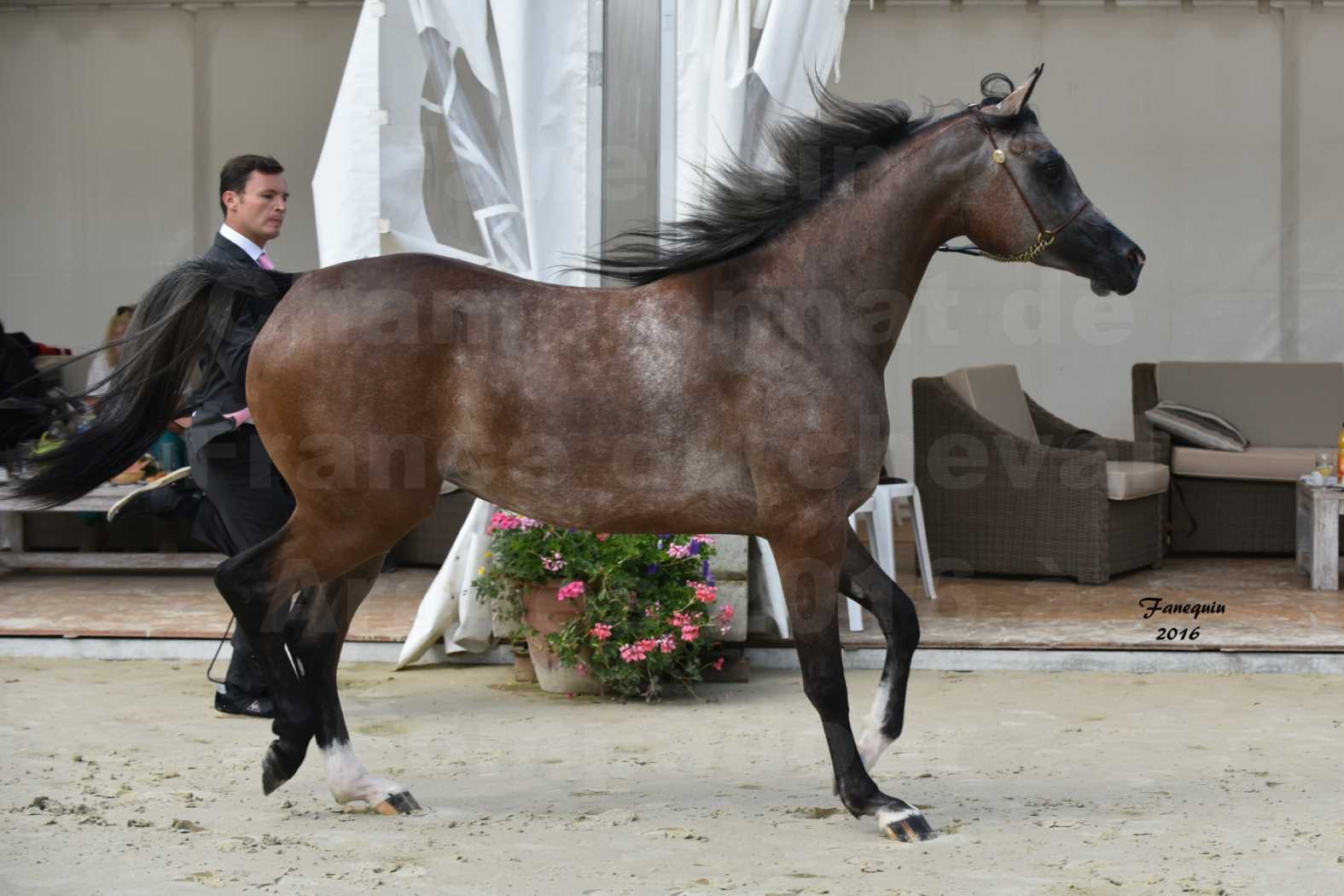 Championnat de France de chevaux Arabes 2016 à Pompadour - AÏNHOA MA PTIT FOLIE - 07