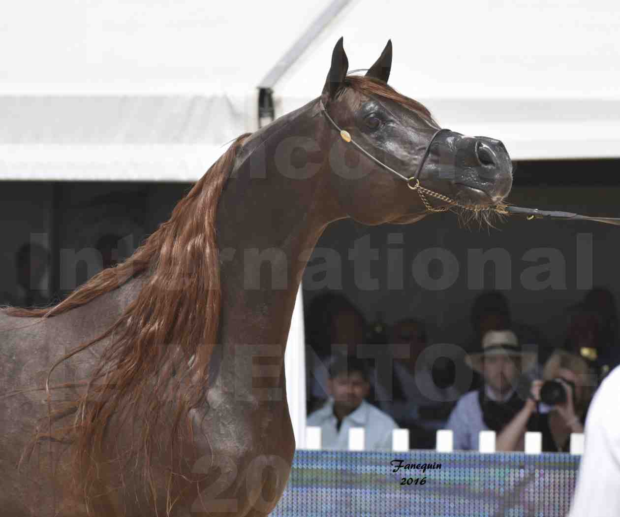 Championnat du pur-sang arabe de la Méditerranée et des pays arabes - MENTON 2016 - IM BAYARD CATHARE - Notre Sélection - Portraits - 4