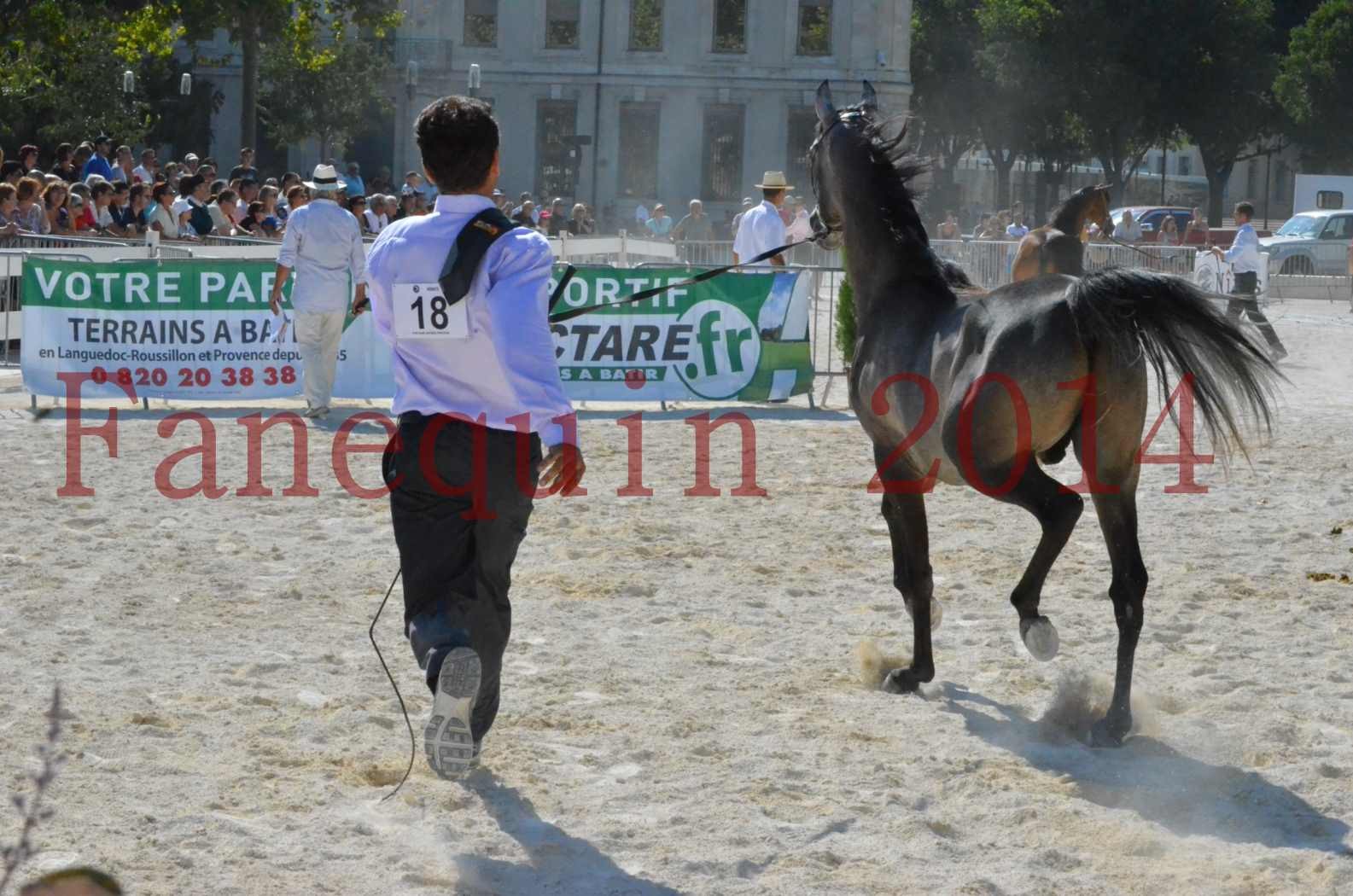 Concours National de Nîmes de chevaux ARABES 2014 - Championnat - JOSEPH'S BOUZIOLS - C 17