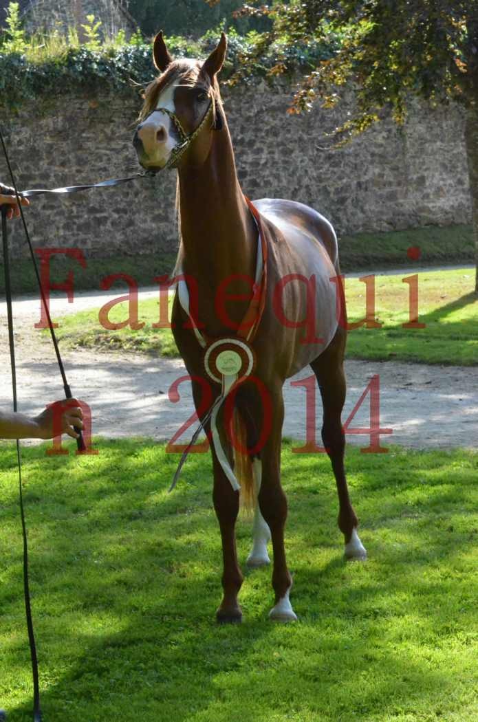 Championnat de FRANCE 2014 - Amateurs - SELECTO IBN SAMAWI - 185