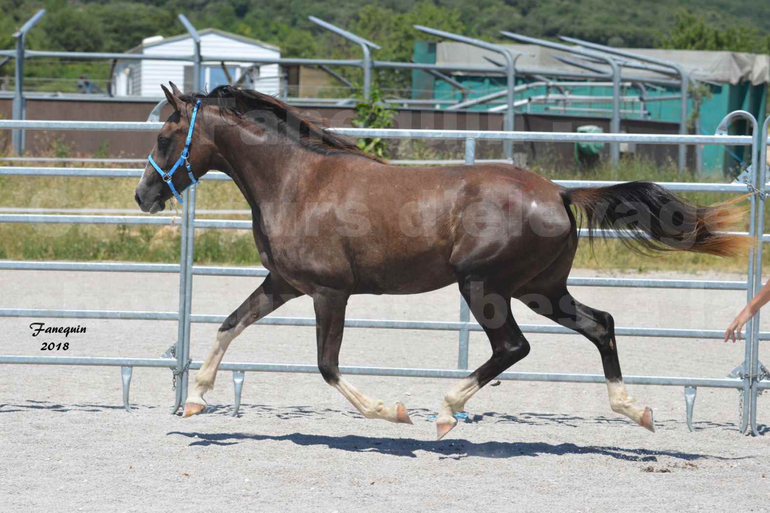 Concours d'Elevage de chevaux Arabes  le 27 juin 2018 à la BOISSIERE - GALICIA D'ALAUZE - 6