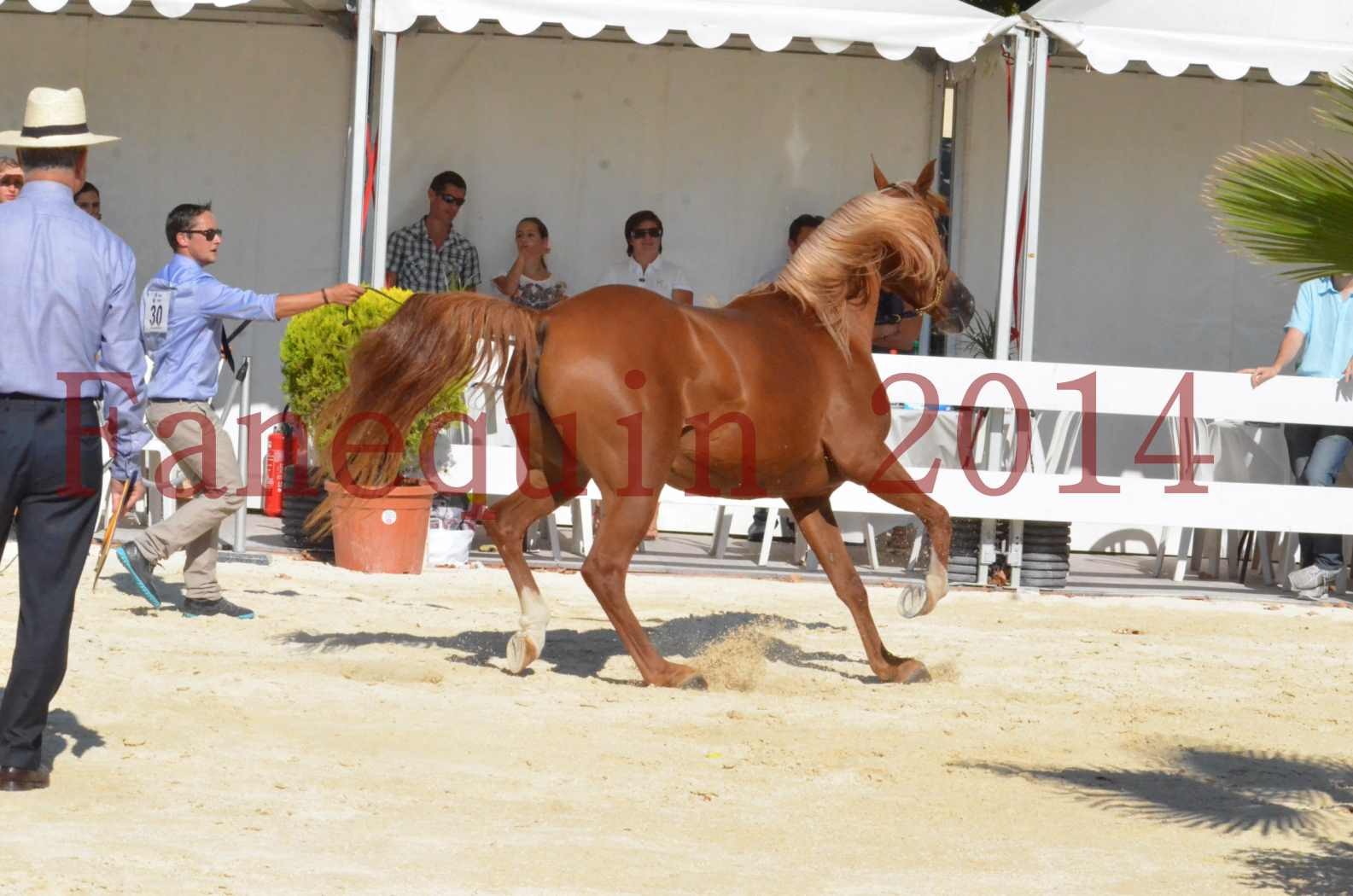 Concours National de Nîmes de chevaux ARABES 2014 - Championnat - MASSAI DE BARREL - 81