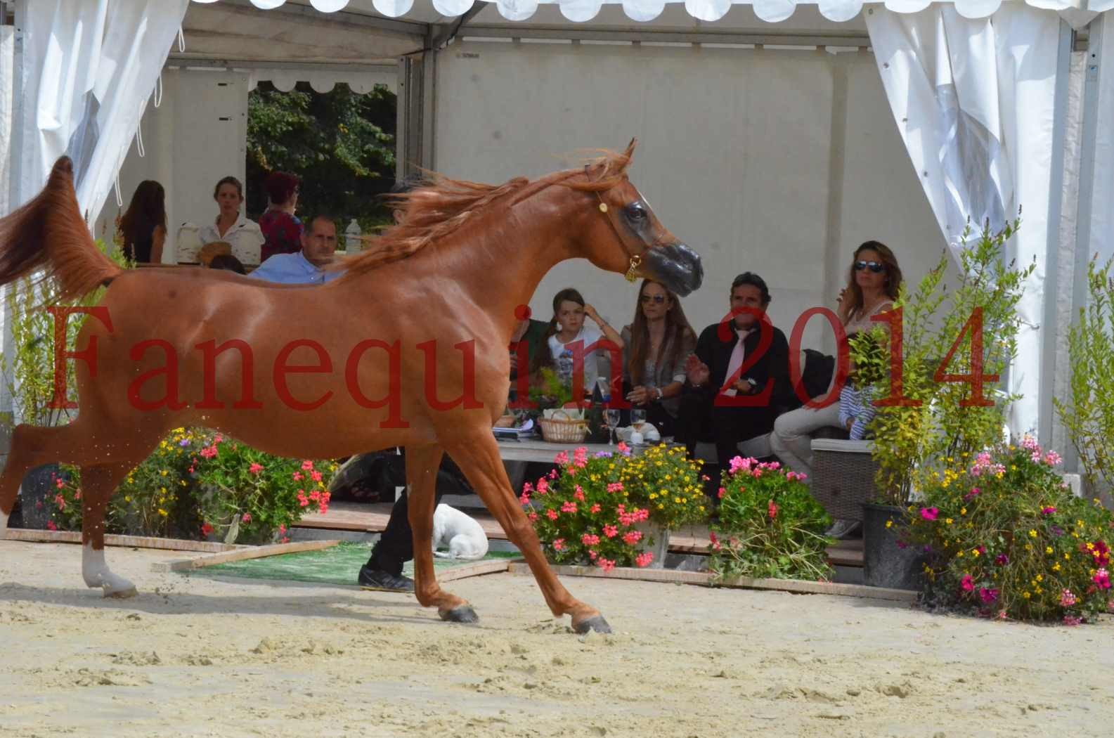 ﻿CHAMPIONNAT DE FRANCE 2014 A POMPADOUR - Championnat - KINSHASA JA - 31