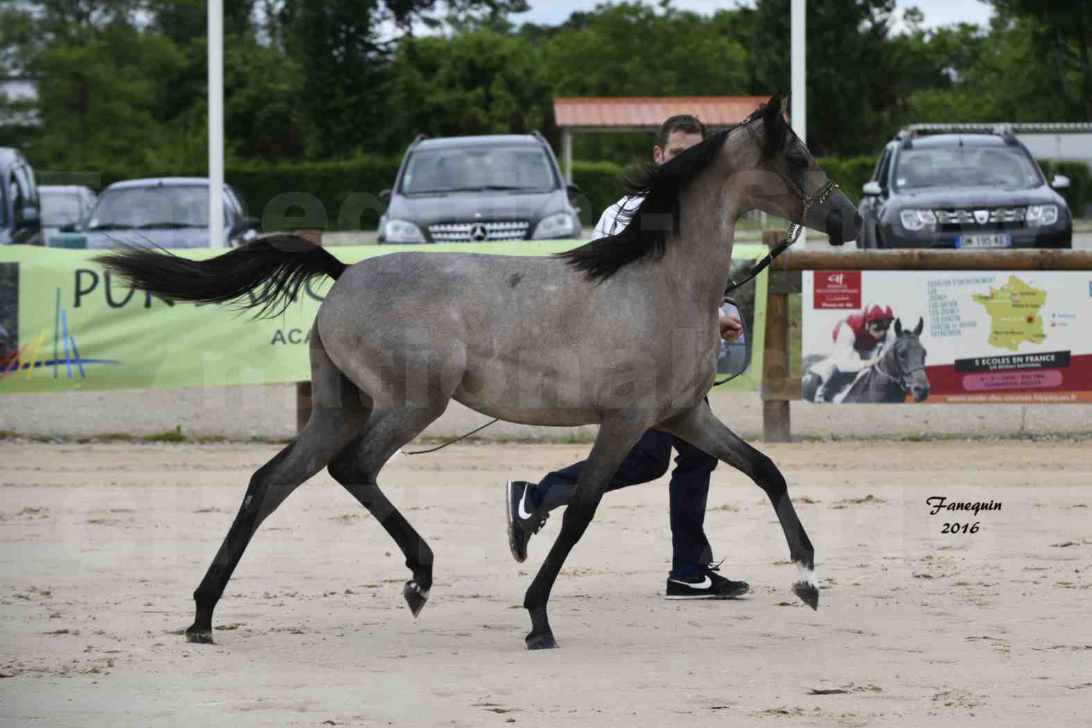 Show national de chevaux arabe de CHAZEY sur AIN - FALOUKA - 8