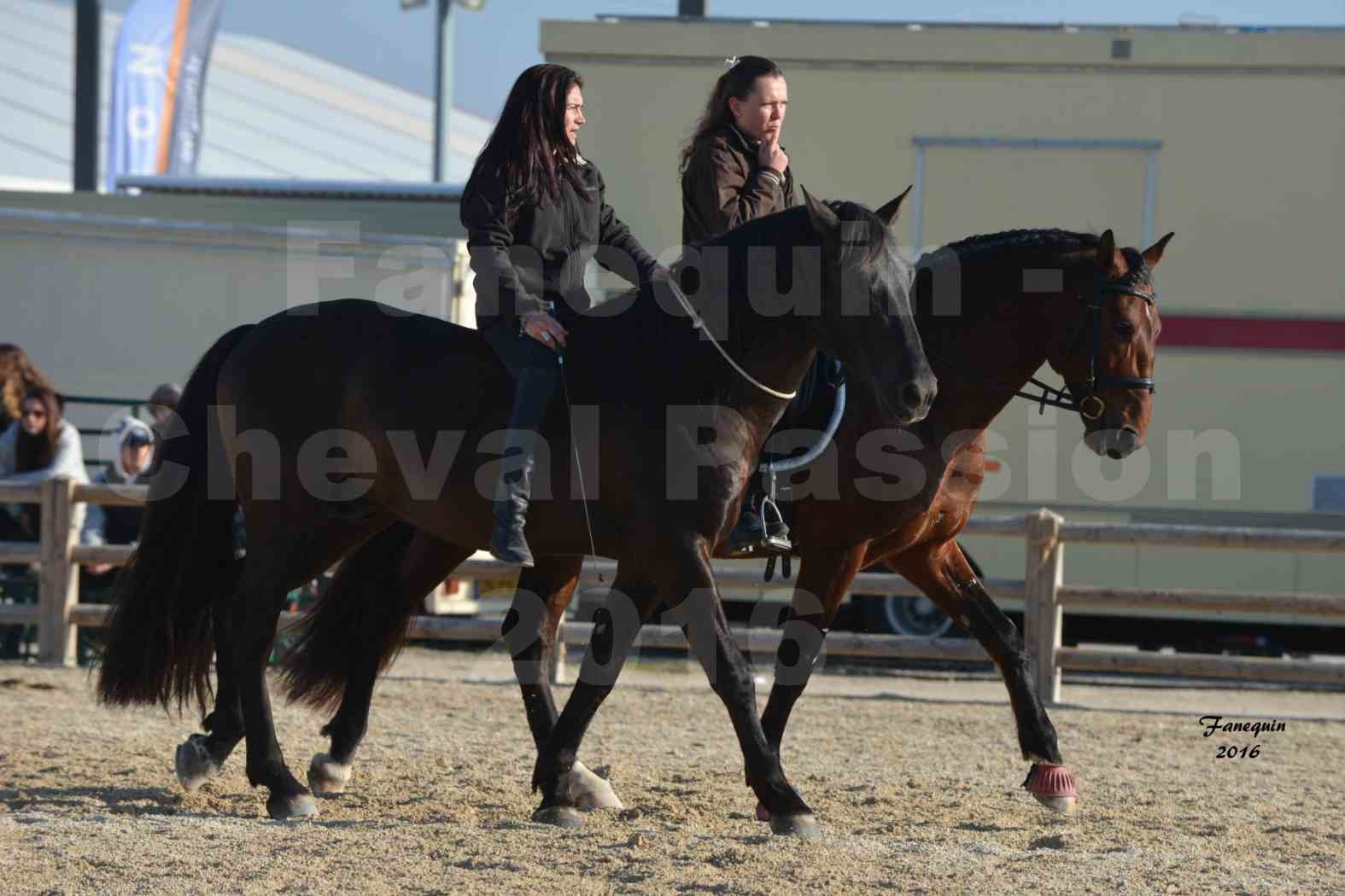 Cheval Passion 2016 - Frédérique VIGNES - 8