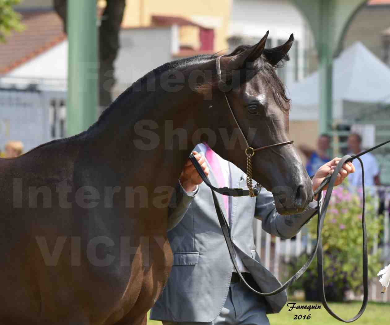 International Arabian Horse Show B de VICHY 2016 - ANNALISA ALIH - Notre Sélection - Portraits - 1