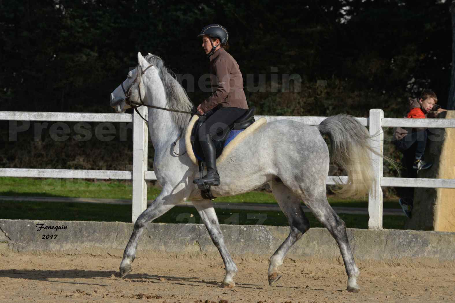Présentation d’Étalons aux Haras d'UZES - présentation monté - ZA'IM AL HFIFA - 6