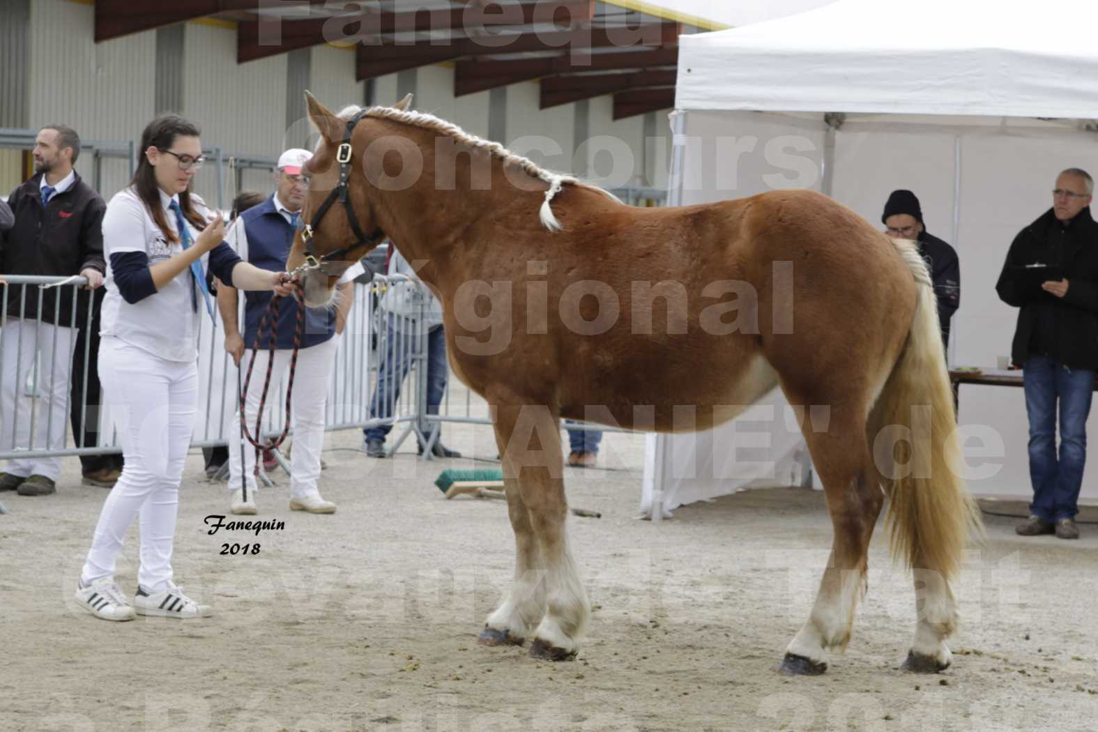 Concours Régional "OCCITANIE" de Chevaux de Traits à REQUISTA en 2018 - HELITE DU GARRIC - 1