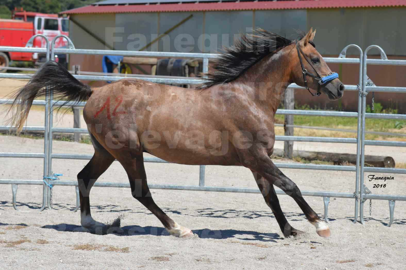 Concours d'Elevage de chevaux Arabes  le 27 juin 2018 à la BOISSIERE - MAREK LOTOIS - 3