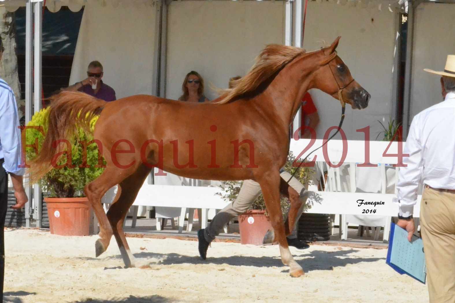 Concours National de Nîmes de chevaux ARABES 2014 - Notre Sélection - MASSAI DE BARREL - 07