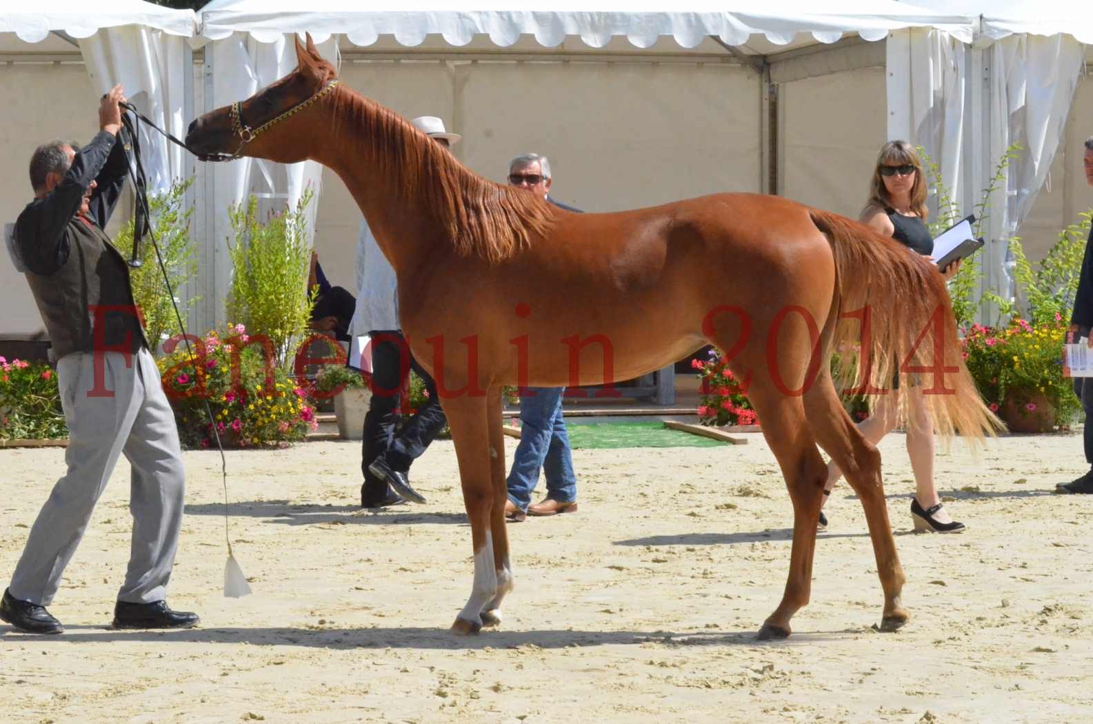 Championnat de FRANCE 2014 - Amateurs - SH CALLAS BINT ARMANI - 40