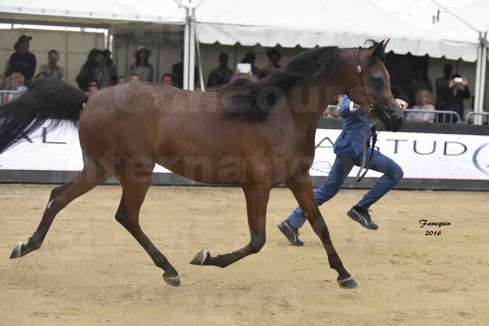 Championnat du pur-sang arabe de la Méditerranée et des pays arabes - MENTON 2016 - SULTANAT AL SHAQAB - Notre Sélection - 3