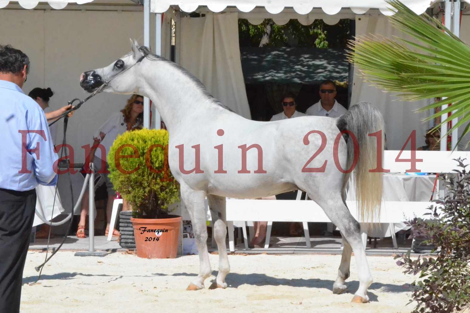 Concours National de Nîmes de chevaux ARABES 2014 - Notre Sélection - SHAOLIN DE NEDJAIA - 21