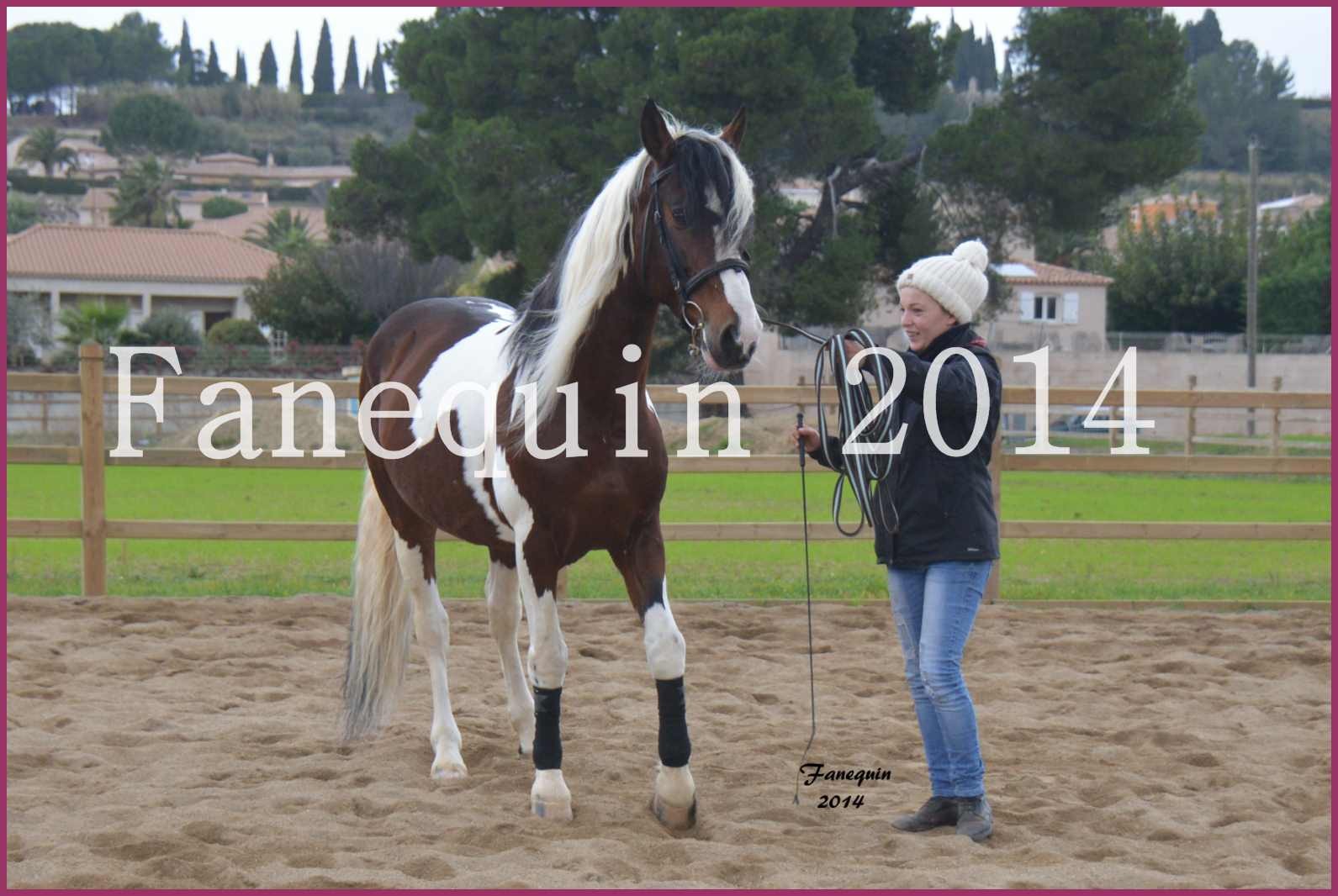 Domaine de LAMARRE - Étalon PRE pie - en mouvement - 01 