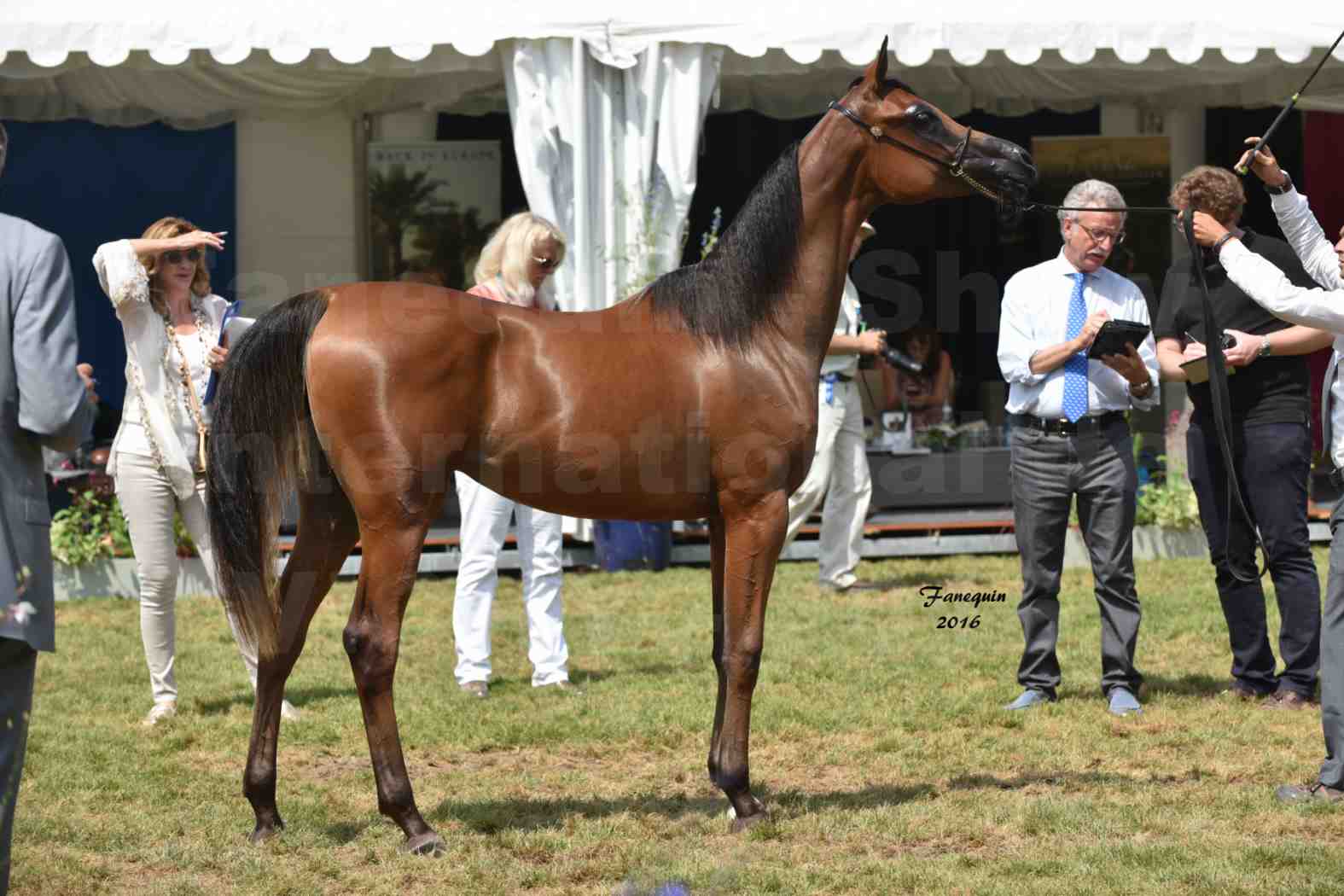 International Arabian Horse Show B de VICHY 2016 - ASRAR MS - Notre Sélection - 6