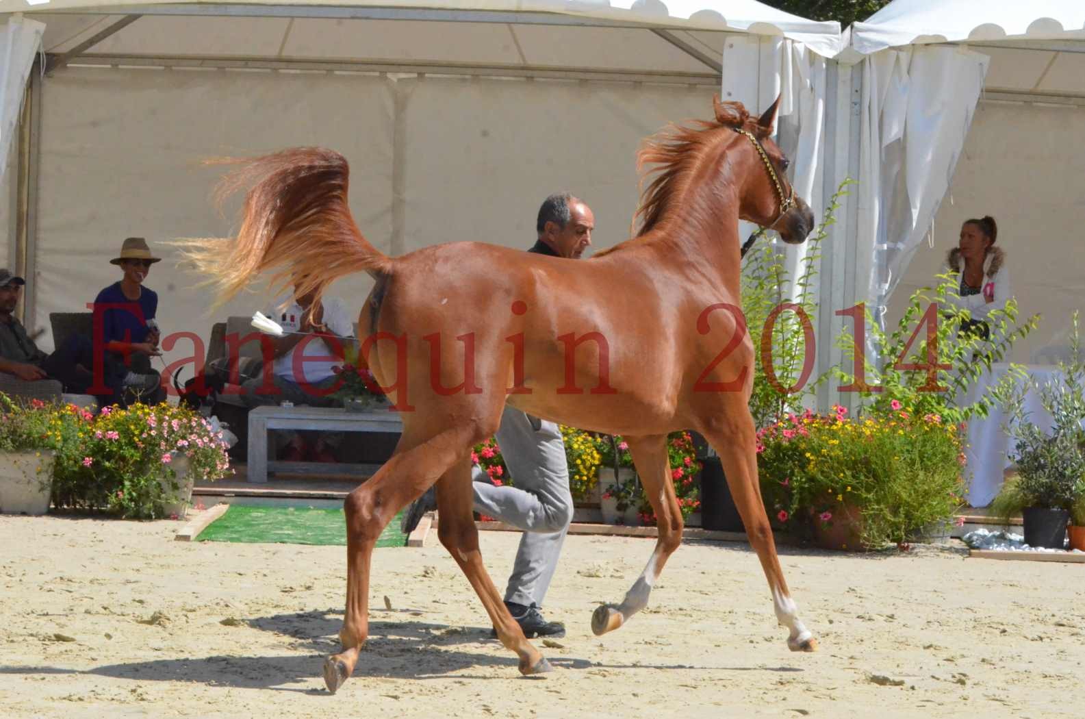 Championnat de FRANCE 2014 - Amateurs - SH CALLAS BINT ARMANI - 38