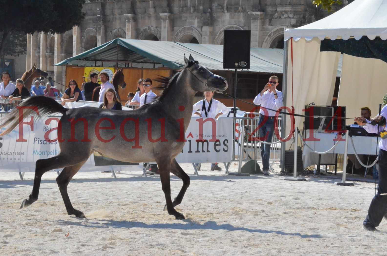 Concours National de Nîmes de chevaux ARABES 2014 - Championnat - JOSEPH'S BOUZIOLS - C 02