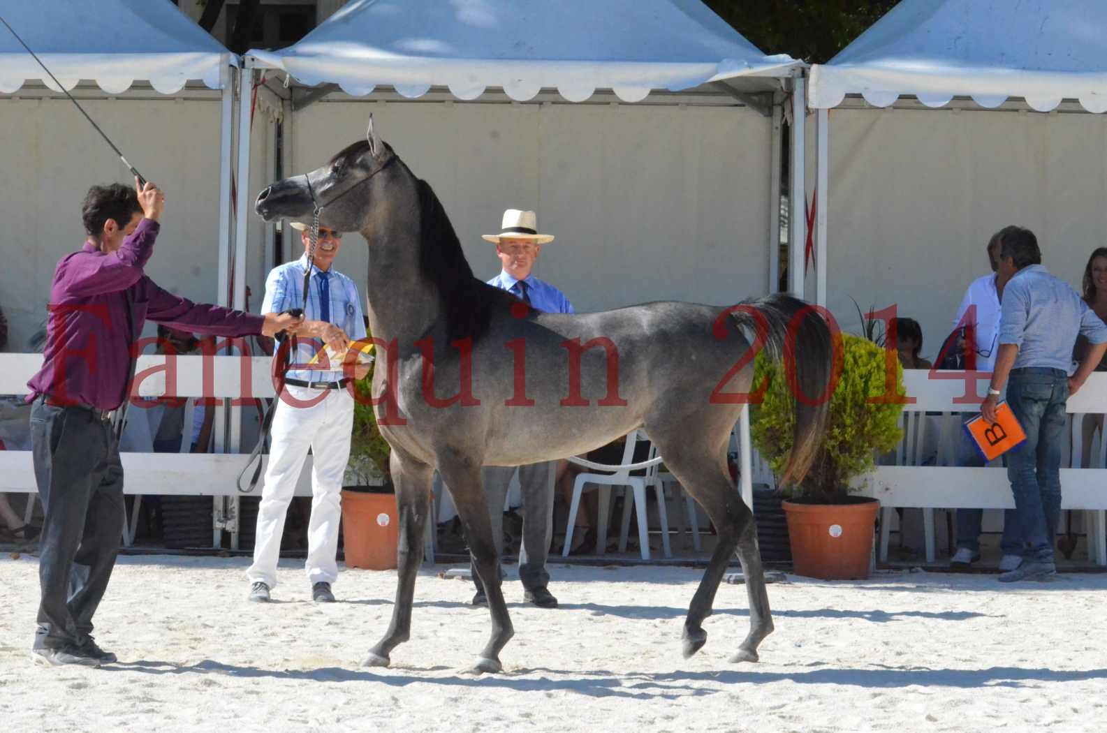 Concours National de Nîmes de chevaux ARABES 2014 - Championnat - JOSEPH'S BOUZIOLS - S 17