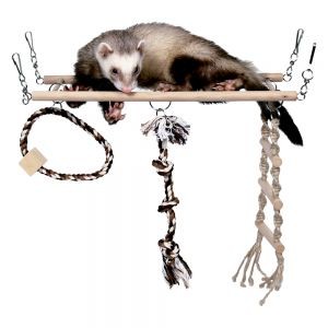 Bildquelle: http://www.zooplus.de/shop/nager_kleintiere/spielzeug/frettchen/113513