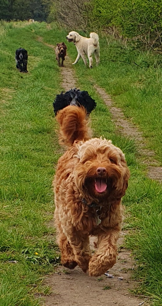 Curtis the Cockapoo