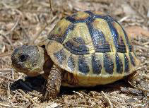 tortue de Hermann