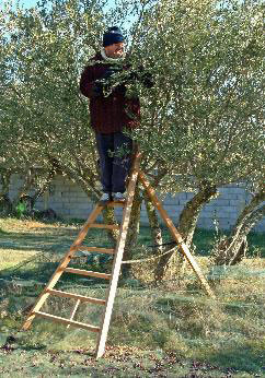 cueilleur sur son chevalet