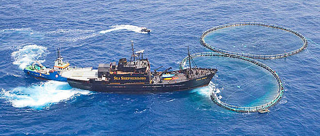 Le Point. juin 2010 Sea Shepherd libère 800 thons pris illégalement par des pêcheurs lybiens