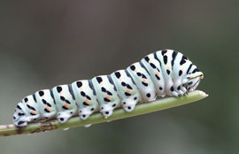machaon chenille