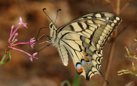 machaon papillon