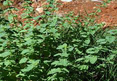 origan