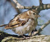 moineau