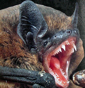 pipistrelle (Paulandscruffy wordpress)