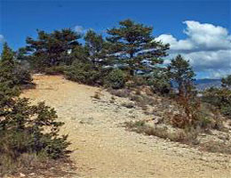 montée vers la forêt