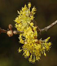 fleurs de cornouiller