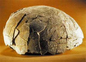 oeufs titanosaure fossilisés photo Isabelle Mommens MHN Aix en Provence