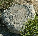 ammonite