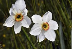 narcisses