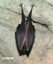 petit rhinolophe en hibernation phot "le web des chauves-souris