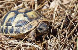 tortue de Hermann
