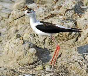 l'échasse blanche en France se reproduit principalement en Camargue. Elle hiverne en Afrique