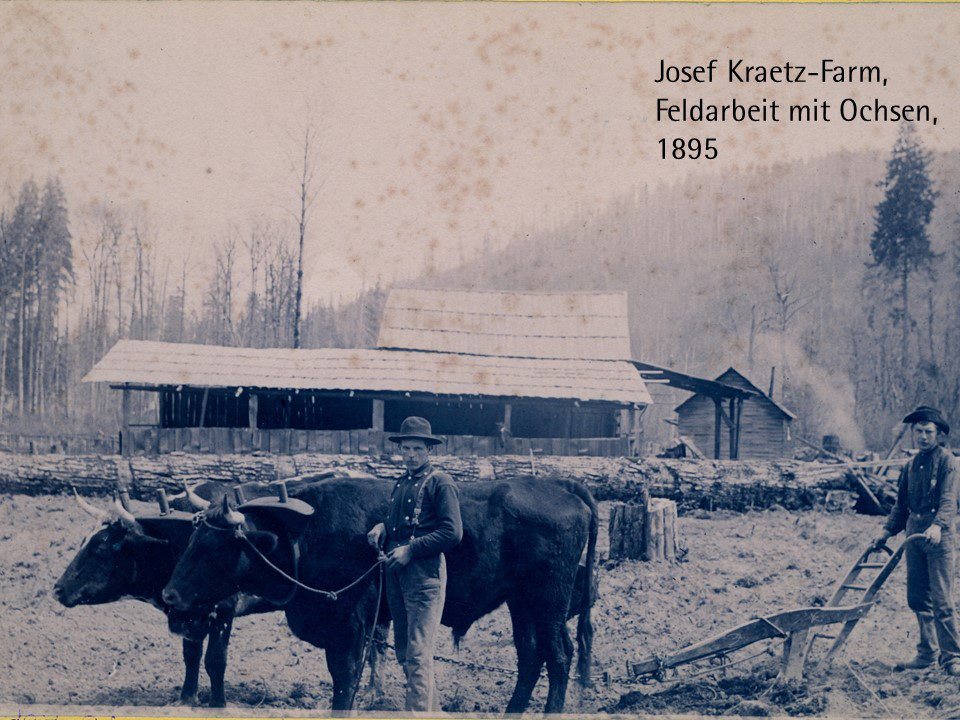 Josef Kraetz-Farm, Feldarbeit mit Ohsen, 1895