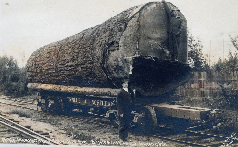 Einer der vielen großen Bäume, die die Siedler-Pioniere von ihrer Farm entfernen mussten, um 1900