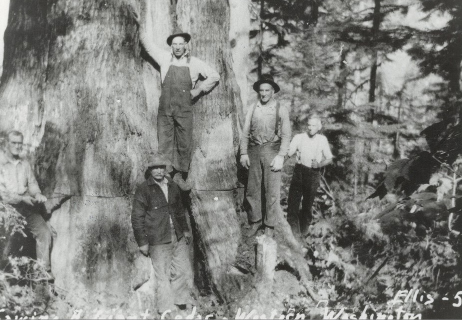 Holzarbeiter beim Fällen der Zedernbäume, Ende 19. Jh.