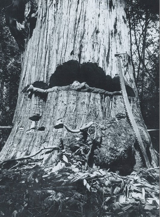 Zedern-Baum von Joseph Krätz-Farm, 1908