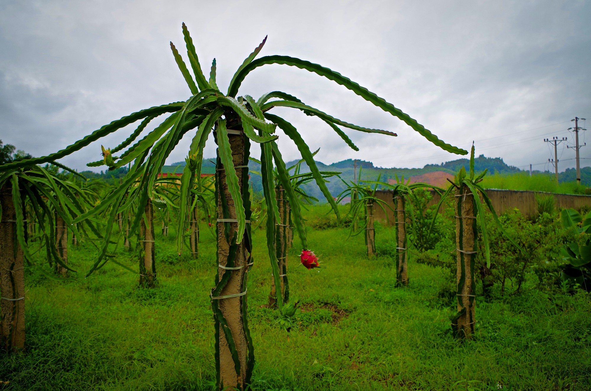 Plantation Dragon fruit