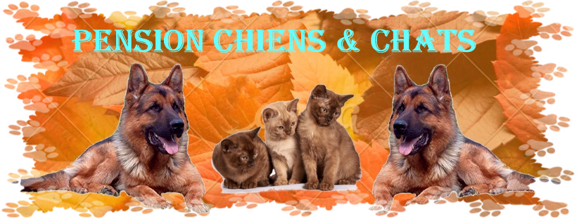 Pension Familiale pour chiens u0026 chats - Site de 