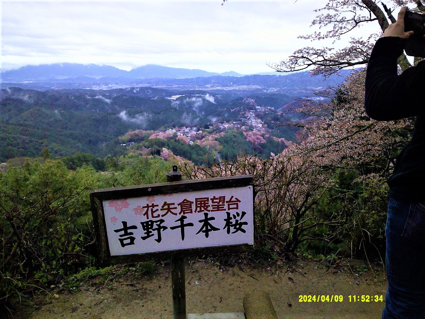 １５．千本桜
