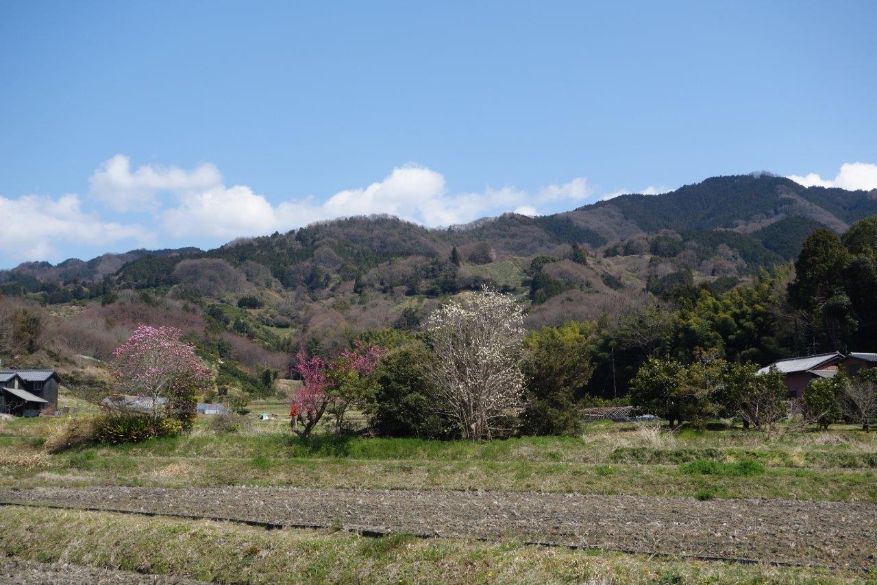 22. 木蓮、桃が咲く竜王山山麓の風景